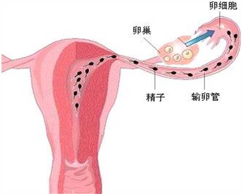 上海三代试管代孕多少钱：代孕上海代理：输卵
