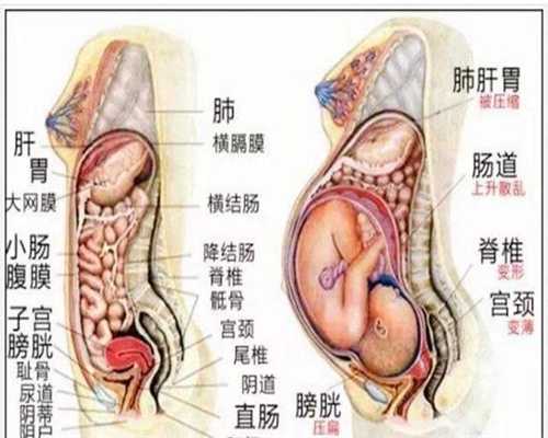上海代孕产子费用：便携式多功能健康妊娠检查