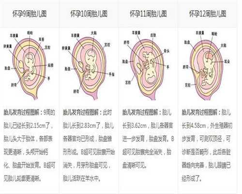 上海代孕是否犯法：孕前细节决定优生成败