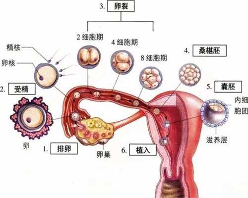 上海代孕服务平台-上海怎样自测输卵管通不通