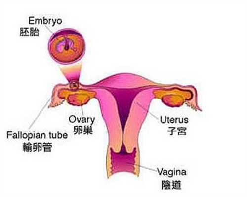 天生输卵管过长怎么办-国内代孕的中介有哪些北京代怀孕期准妈易忽略的危险
